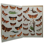 ATLAS DE BOLSILLO. MARIPOSAS Y ORUGAS. 2ª parte. Sagarra, Ignacio de