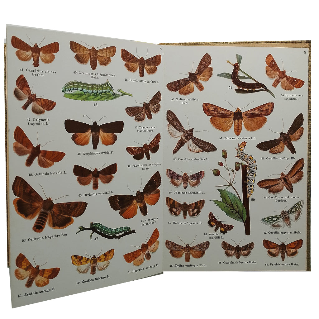 ATLAS DE BOLSILLO. MARIPOSAS Y ORUGAS. 2ª parte. Sagarra, Ignacio de