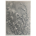 MALLORCA. Brittain, Sir Harry